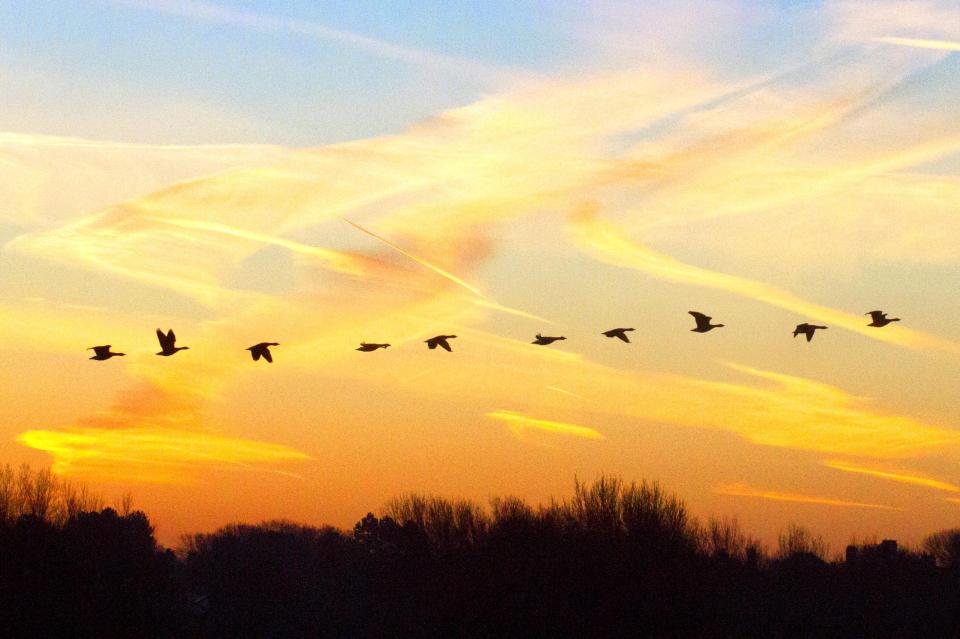  A flock of Canadian geese fly through an orange sky in Southport, Merseyside, this morning