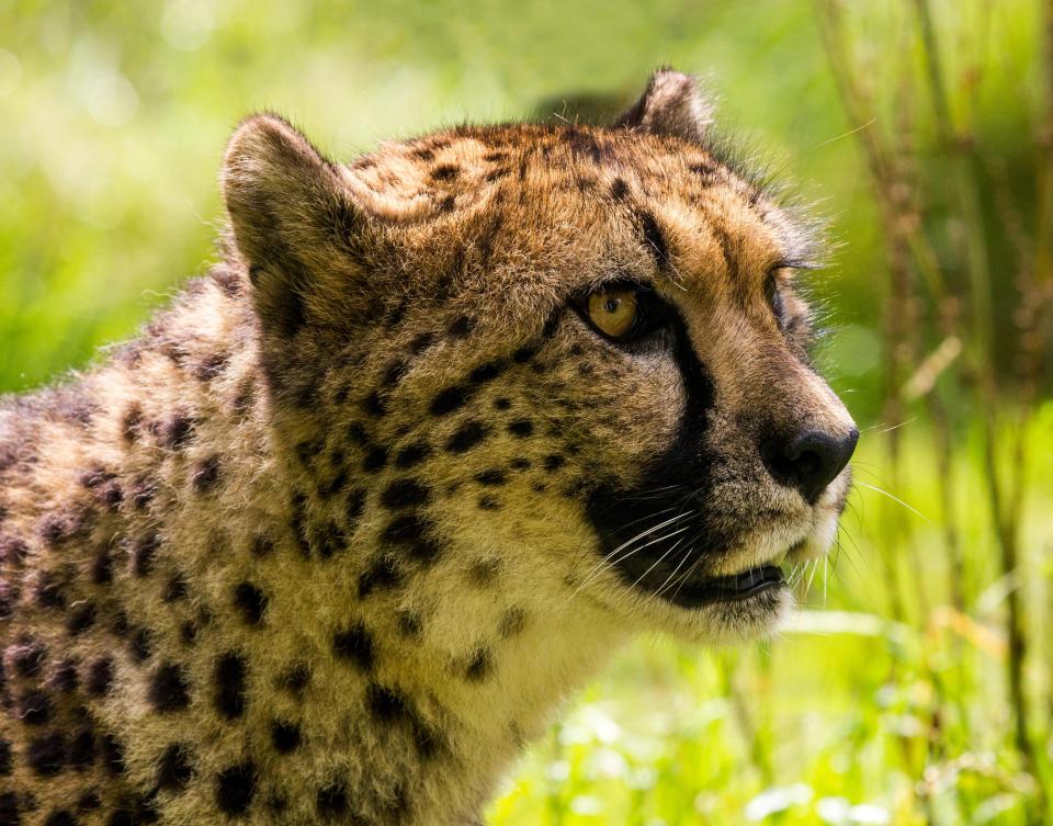  Exmoor Zoo is home to hundreds of animals, including cheetahs and wolves