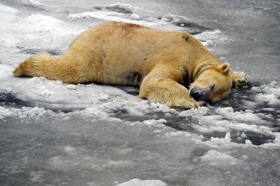  A polar bear takes the chance to lie down on the freezing snow in Berlin Zoo