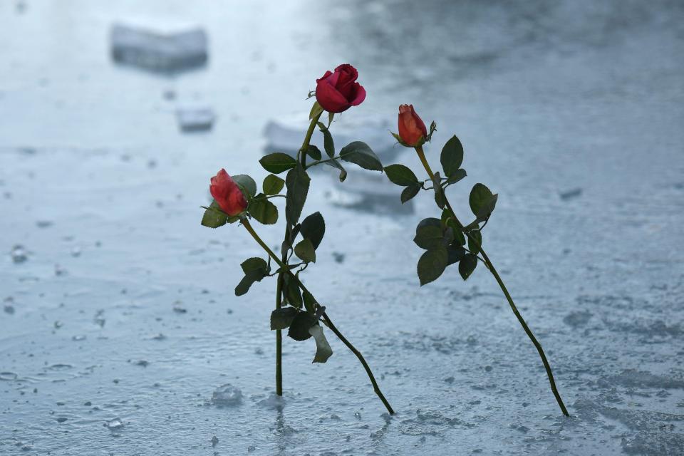  Roses were planted in the frozen Fountain of the Naiads in central Rome