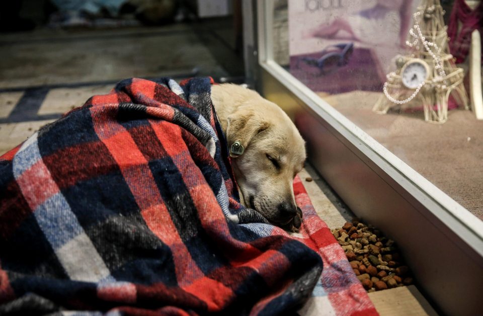  A dog lies under a blanket during freezing temperatures in Turkey