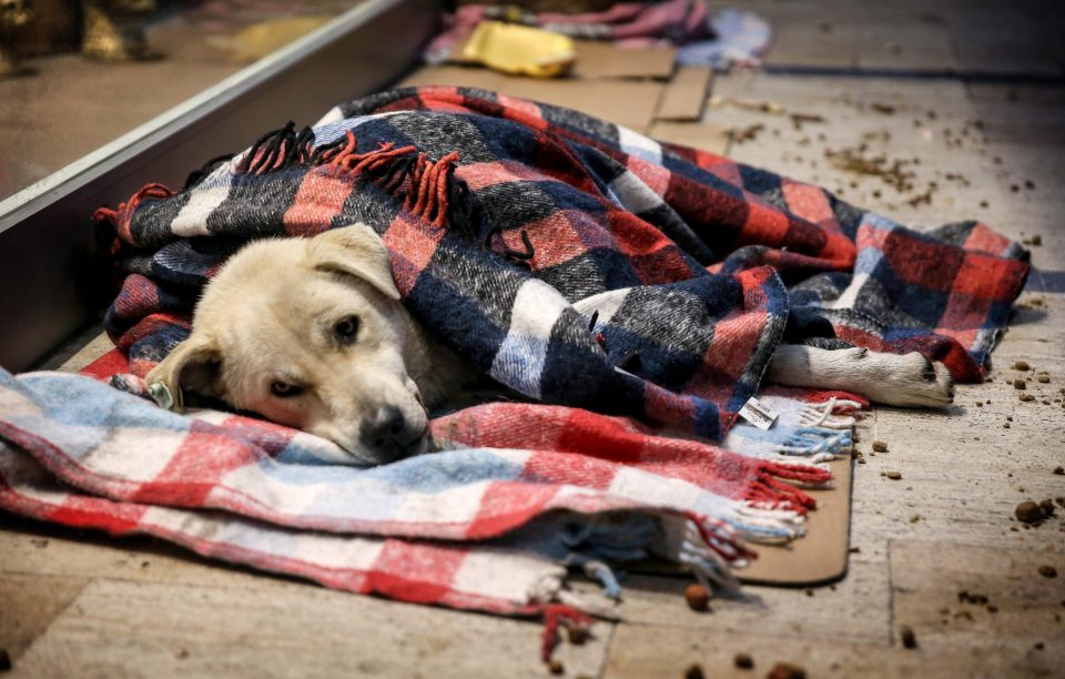  Stray dogs in Istanbul have been covered in blankets to help them survive cold snap