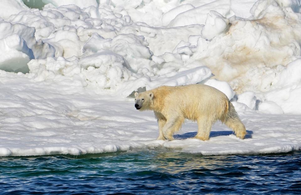  The Prince believes climate change is the number 1 threat to the planet