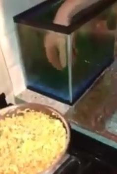  The man is seen reaching into the tank and grabbing one of the live fish