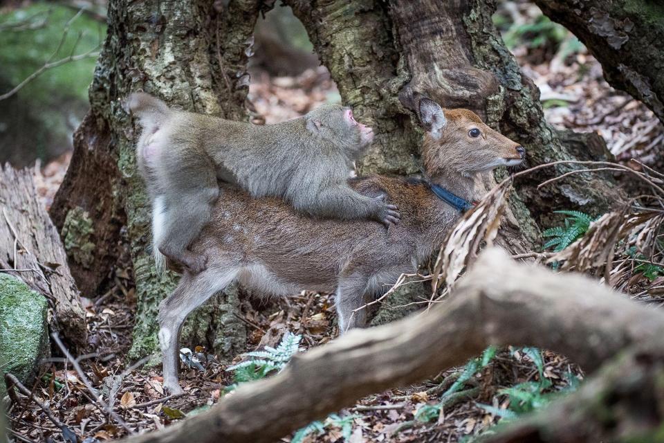  The possessive monkey developed a creepy attachment to his unfortunate victims