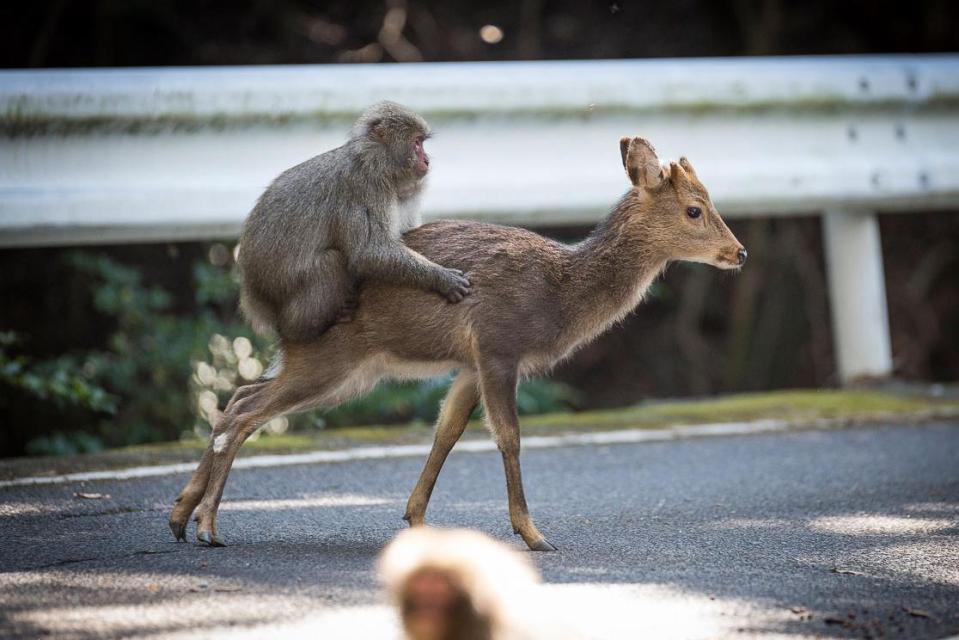  The monkey leaped onto the back of one deer, before grinding away at her back