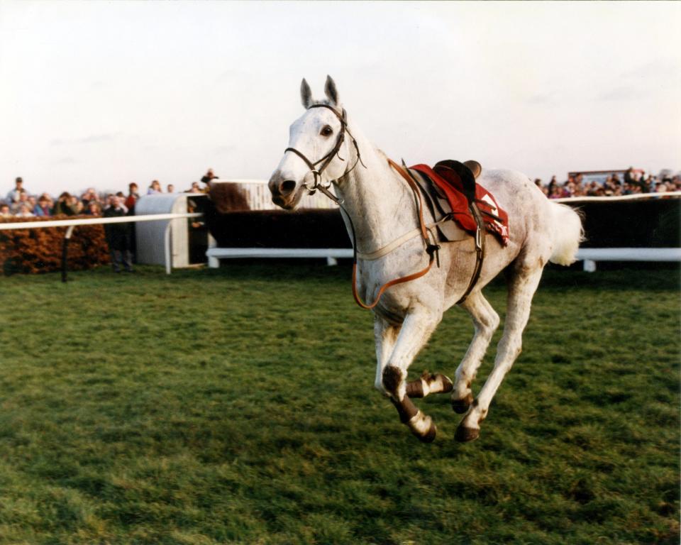  Desert Orchid after a fall at Kempton Park