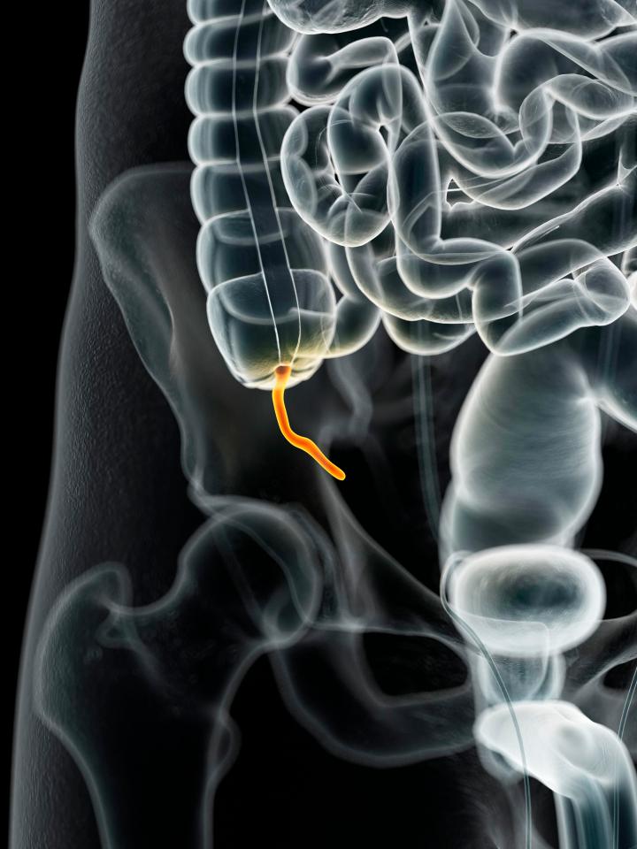 The appendix has long been regarded as a useless organ, notorious for its reputation to become inflamed and cause agonising appendicitis 