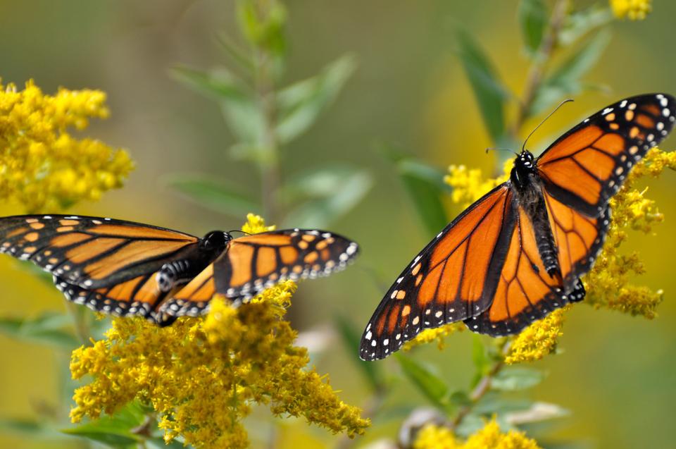  Some species of butterfly are also under threat from climate change