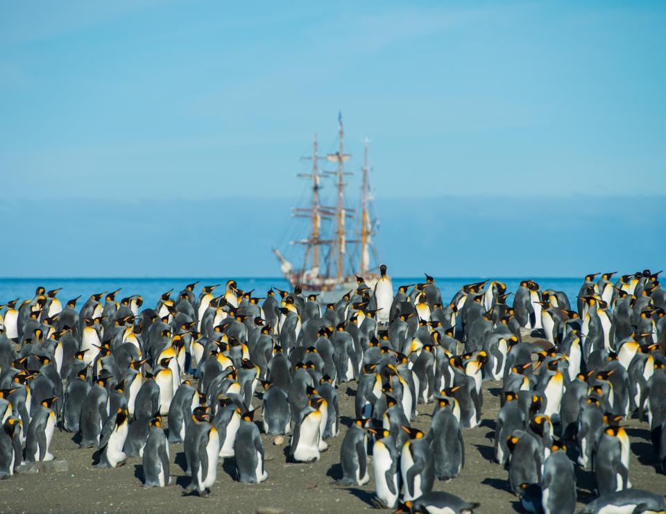  A colony of penguins gather with the Bark Europa in the background