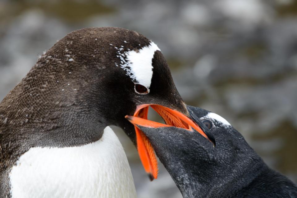  Two penguins are photographed playing with each other