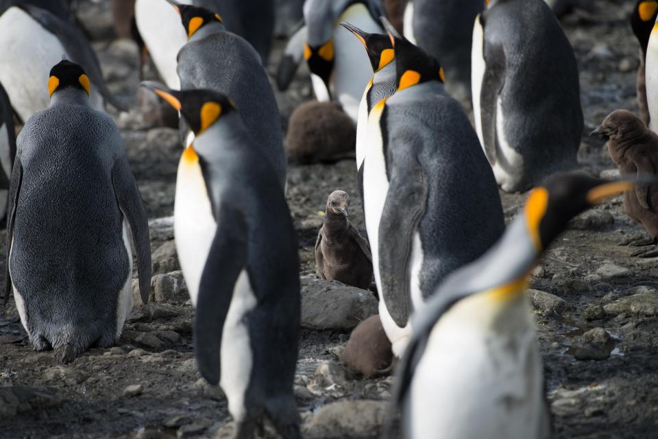  Orr, from Arizona, photographed a colony of King penguins