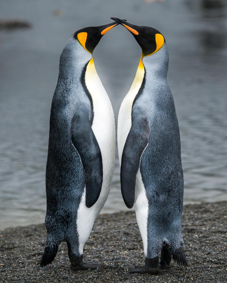  Two King penguins nuzzle their beaks together in another touching snap