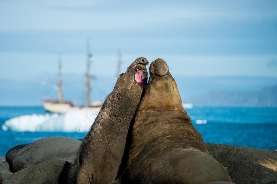  Orr also encountered great stinking elephant seals on the 5,000 mile trip