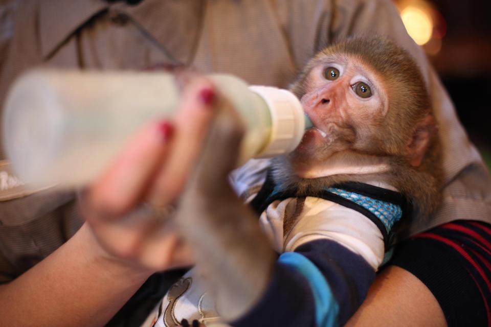  The pampered pets are bottlefed, dressed up and even taught sign language