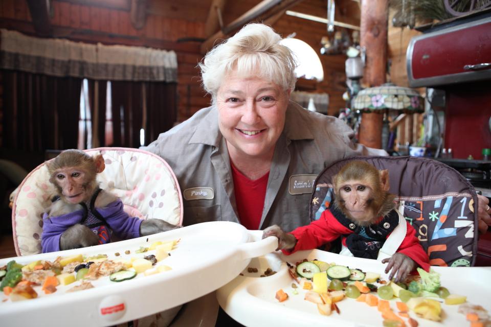  Pinky Janota with two of her monkeys eating in a highchair, at her home in Beecher, Illinois