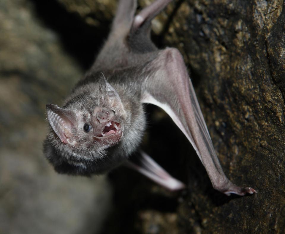  Bats can be found in most countries all over the world