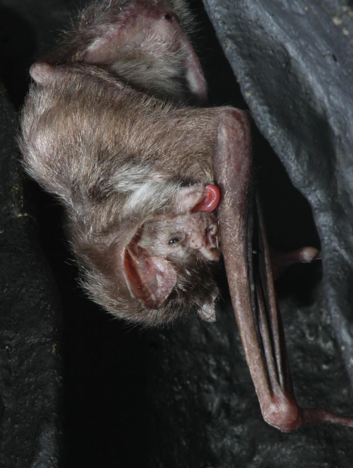  Vampire bats can be found in Mexico and Brazil