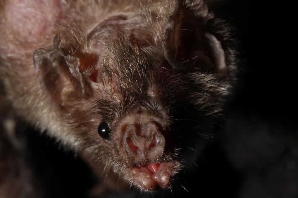  This vampire bat is captive in Cincinnati zoo