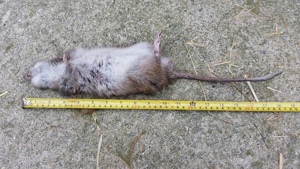  At 19 inches long, the rat Terry caught is bigger than many cats