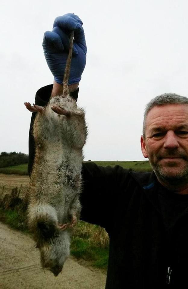  Terry Walker caught this 19-inch monster rat in Poole, Dorset