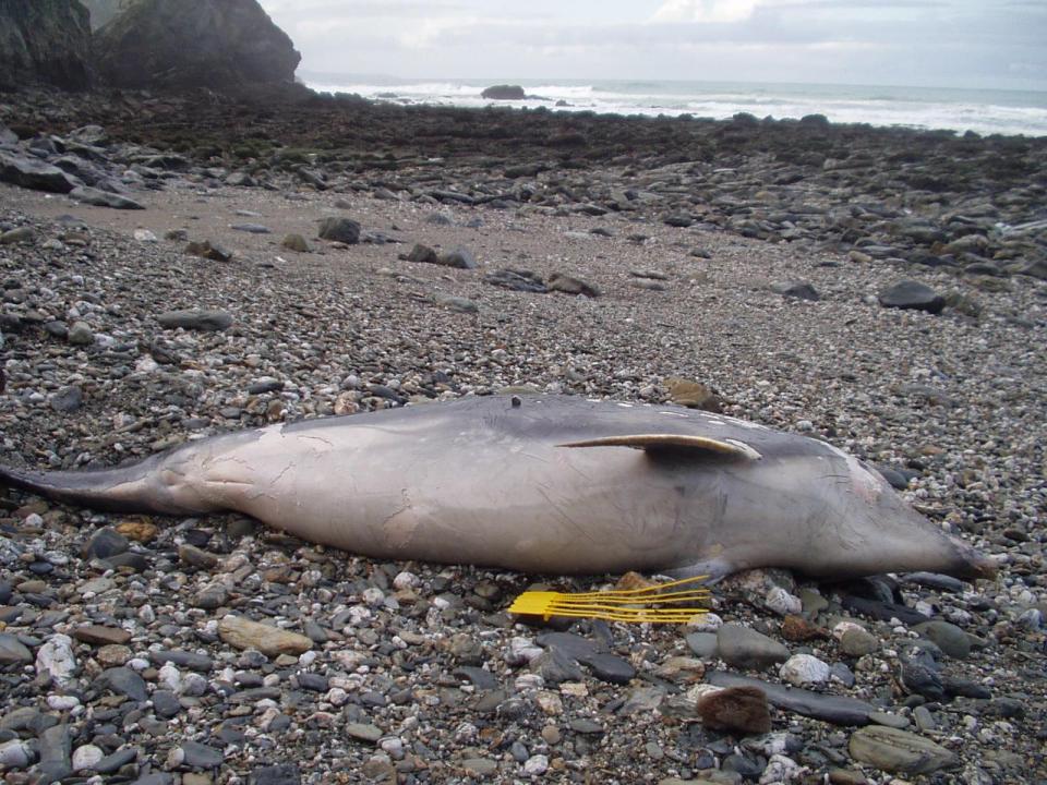  In the past year 61 dolphins, porpoises and whales have been found dead around Cornwall's coast