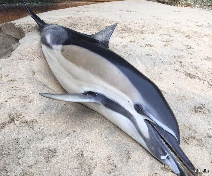  The dolphin found earlier this month at Smeaton's Pier in St Ives, Cornwall