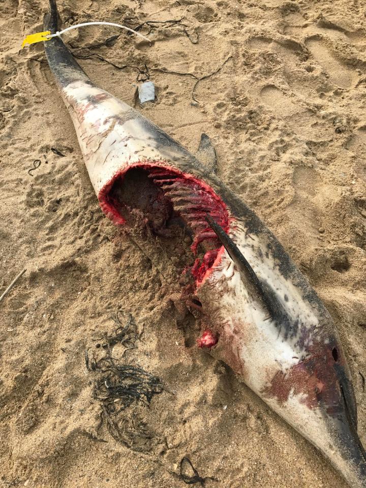  Dolphin was discovered on Cornish beach with a meter-long 'bite' taken out if its side