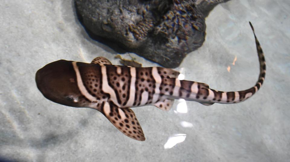  Zebra sharks are sometimes called leopard sharks