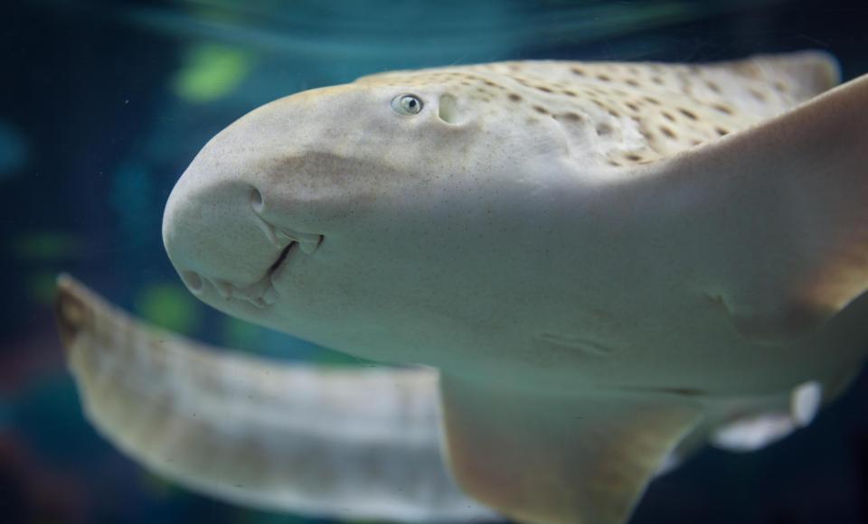  A Zebra shark swimming in the ocean