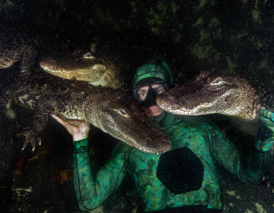  Chris Gillette happily let the 200lb creatures swim around his head