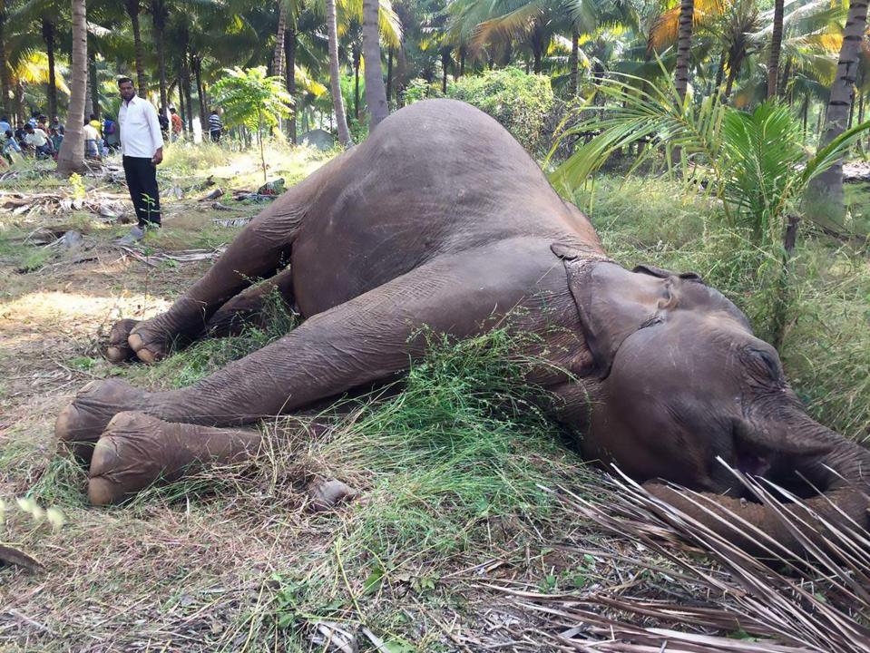  The 30-year-old female elephant was killed when it wandered into an illegally electrified fence