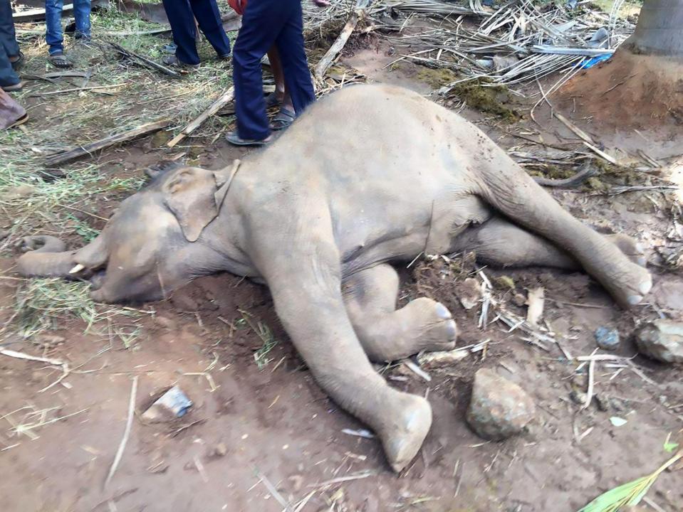  A calf was also killed in the tragedy which occurred in the Indian state of Tamil Nadu