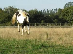  Tasha Hamilton tried to get a shot of a dappled horse in a field near her home in Leicestershire, which got spooked as soon as she took the photo and jumped up with all four legs off the ground