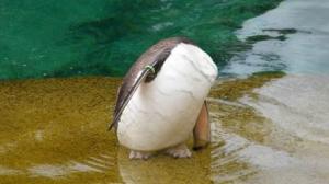  Lindsay McCubbin sent in a snap of what was meant to be a penguin at Edinburgh Zoo, but when she viewed her pictures she realised the penguin had ‘lost its head’