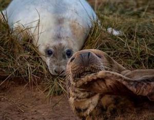  Sally Sallett wanted to take a picture of this cute seal pup but a mother seal popped into the shot