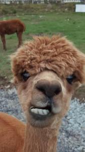  Joanne Thomas, of Llandrindod in Wales, tried to get a nice close up of a llama, but ended up with a shot of the animal pulling this hilarious expression