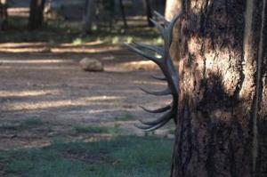  Nick Board sent in this photo of an elk in Grand National Park, not that you would know thanks to the tree it is hiding behind