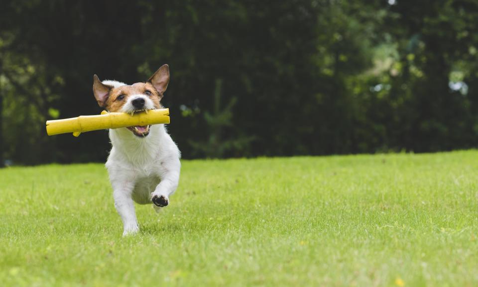  Veterinary surgeon Dr Bockstahler says it's better to use small items such as tennis balls