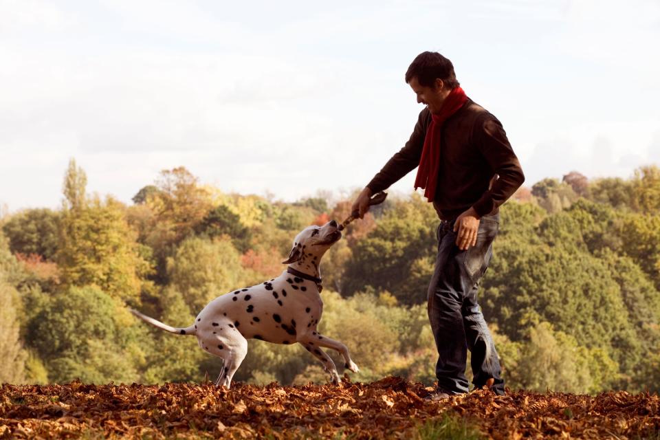  Carrying balls, sticks and toys in their mouths can put strain on your dog's front legs