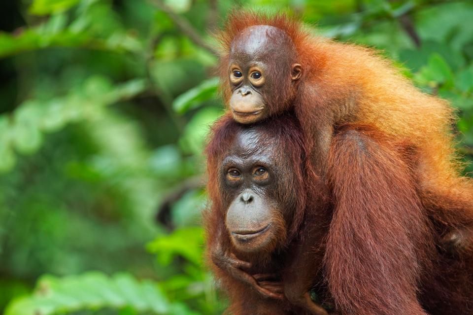  Most species of primates are threatened with extinction within the next 25 years