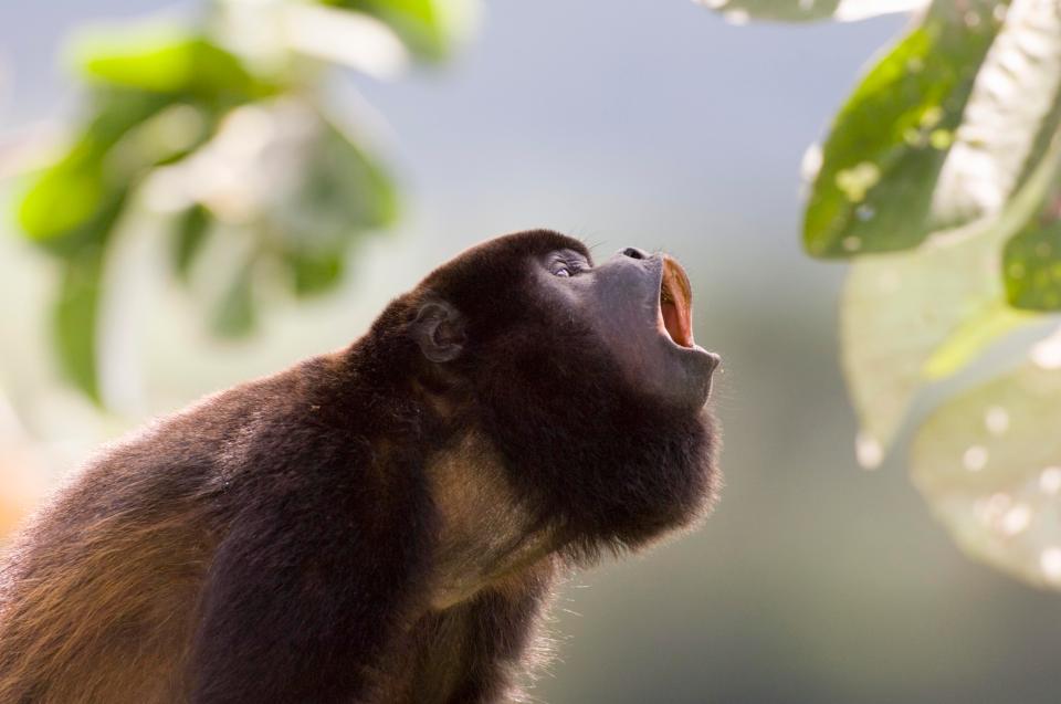  Around 75 per cent of primates have declining numbers