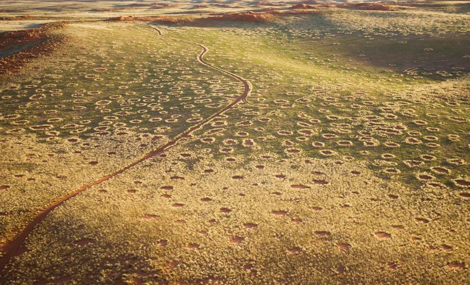  The so-called Fairy Circles are circular patches without any vegetation which according to recent scientific studies are caused by the Harvester Termite