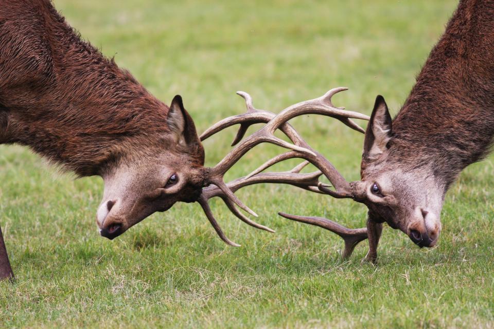  The Queen received a pair of young stags from Woburn Abbey Deer Park