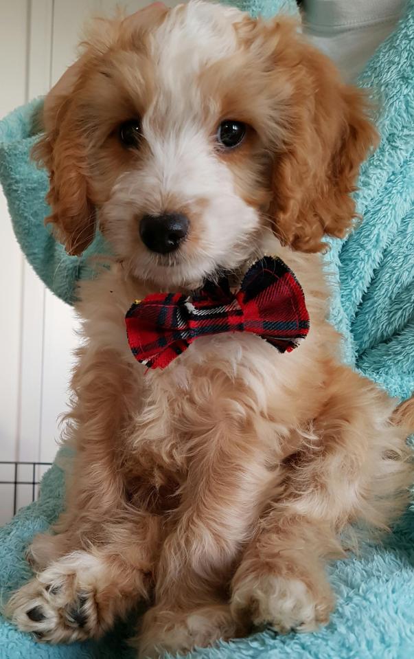  Dapper dog days for Frank in his on-trend bow-wow- wow tie