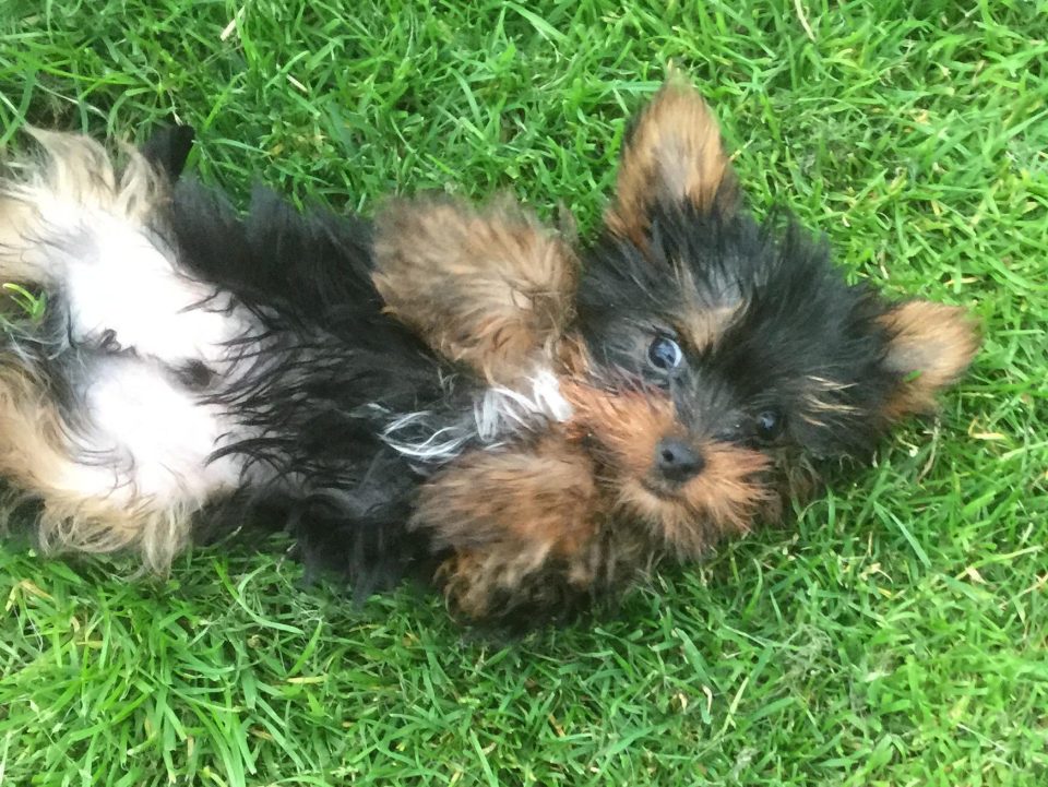  This playful pup is tiny but a huge cutie and won’t take the competition lying down