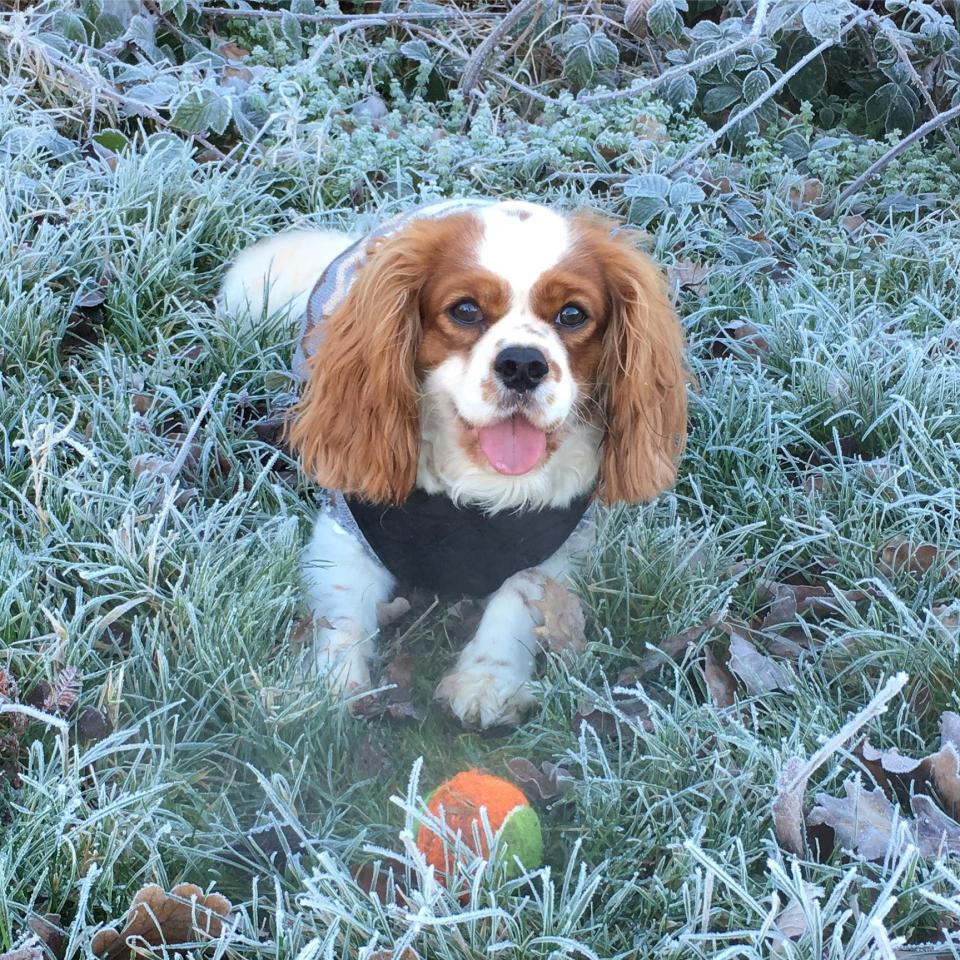  A frosty morning’s not a Patch on summer – but this hound’s still happy