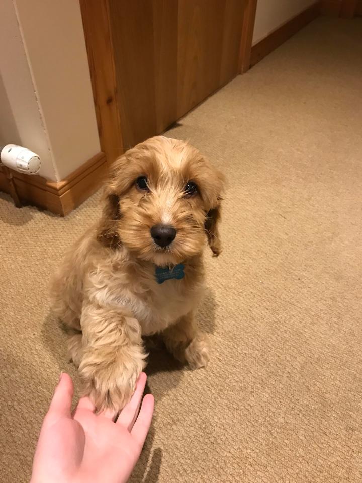 Clever Alfie is pawsitively adorable