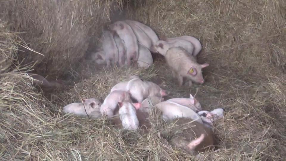  Social media users have described the firefighters as 'heroes' after rescuing the pigs