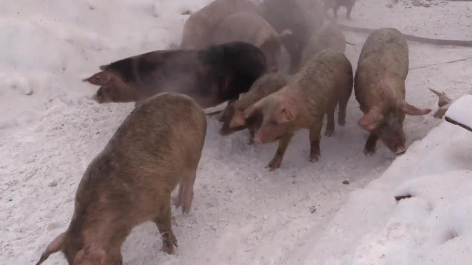  The animals run around in the freezing snow after being rescued from the blaze